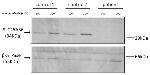 SLC25A36 Antibody in Western Blot (WB)