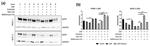 EGFR Antibody in Western Blot (WB)