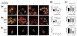 EEA1 Antibody in Immunocytochemistry (ICC/IF)