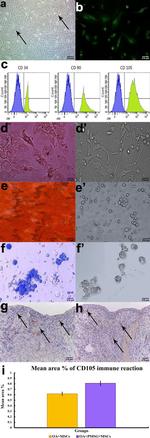 CD90.1 (Thy-1.1) Antibody in Flow Cytometry (Flow)