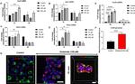 FosB Antibody in Immunocytochemistry (ICC/IF)