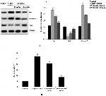 Bax Antibody in Western Blot (WB)