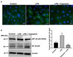 Phospho-NFkB p65 (Ser536) Antibody in Western Blot, Immunocytochemistry (WB, ICC/IF)