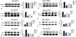 DARPP-32 Antibody in Western Blot (WB)