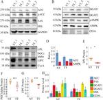 DGAT2 Antibody in Western Blot (WB)