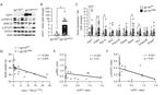 UCP1 Antibody in Western Blot (WB)