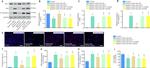 Phospho-BCL-2 (Ser70) Antibody in Western Blot (WB)