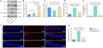 Phospho-BCL-2 (Ser70) Antibody in Western Blot (WB)