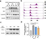 PD-L1 Antibody in Western Blot (WB)