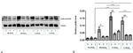 TUBA1A Antibody in Western Blot (WB)