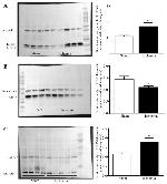 HSP70 Antibody in Western Blot (WB)