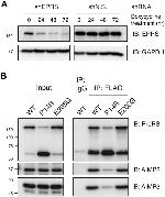 EEF1E1 Antibody in Western Blot (WB)