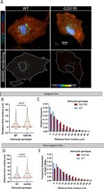 CD63 Antibody in Immunocytochemistry (ICC/IF)