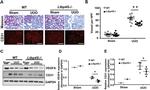 VEGF Antibody in Western Blot (WB)