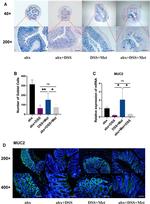 MUC2 Antibody in Immunohistochemistry (Paraffin) (IHC (P))