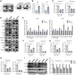 MIP-3 beta Antibody in Western Blot (WB)