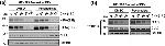 Cullin 2 Antibody in Western Blot (WB)