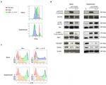 Phospho-AKT1 (Ser473) Antibody in Western Blot (WB)