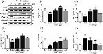 FBXO32 Antibody in Western Blot (WB)