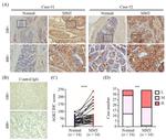 AGR2 Antibody in Immunohistochemistry (IHC)