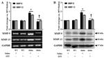 MMP9 Antibody in Western Blot (WB)