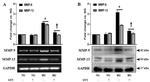 MMP9 Antibody in Western Blot (WB)