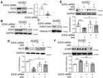 KLF2 Antibody in Western Blot (WB)