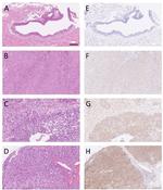 SERPINE2 Antibody in Immunohistochemistry (IHC)