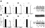 DNMT3B Antibody in Western Blot (WB)