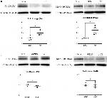 MAG Antibody in Western Blot (WB)