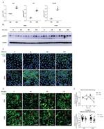 VDAC Antibody in Immunocytochemistry (ICC/IF)