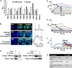 WNT5A Antibody in ELISA (ELISA)