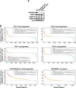 DNMT3B Antibody in Western Blot (WB)