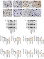 Caspase 9 (Cleaved Asp315) Antibody in Western Blot (WB)