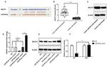 BACH1 Antibody in Western Blot (WB)