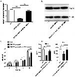 BACH1 Antibody in Western Blot (WB)