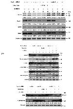 ARTS Antibody in Western Blot (WB)