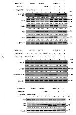 ARTS Antibody in Western Blot (WB)