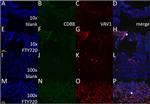 VAV1 Antibody in Immunohistochemistry (IHC)