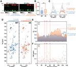 Synaptophysin Antibody in Western Blot (WB)