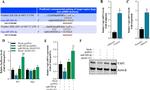 beta Actin Antibody in Western Blot (WB)