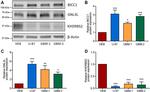 KHDRBS2 Antibody in Western Blot (WB)