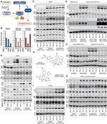 Cyclophilin B Antibody in Western Blot (WB)