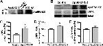 ApoER2 Antibody in Western Blot (WB)