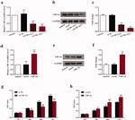 GAPDH Antibody in Western Blot (WB)