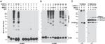 V5 Tag Antibody in Western Blot (WB)