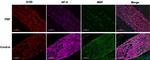 NF-H Antibody in Immunocytochemistry, Immunohistochemistry (ICC/IF, IHC)