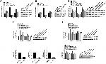 Collagen I Antibody