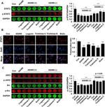 Phospho-SRC (Tyr529) Antibody in Western Blot (WB)