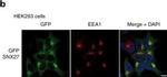 Rabbit IgG (H+L) Cross-Adsorbed Secondary Antibody in Immunocytochemistry (ICC/IF)